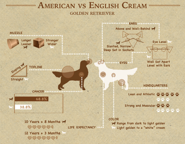 american-vs-english-retriever copy