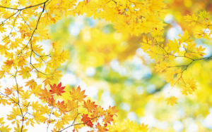 Yellow_Fall_Leaves