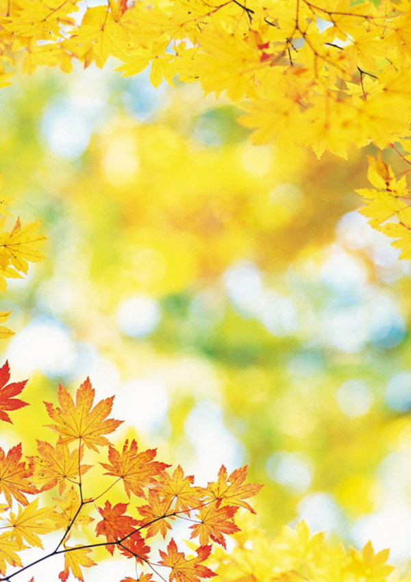 Yellow_Fall_Leaves